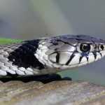 The Swiss Grass Snake