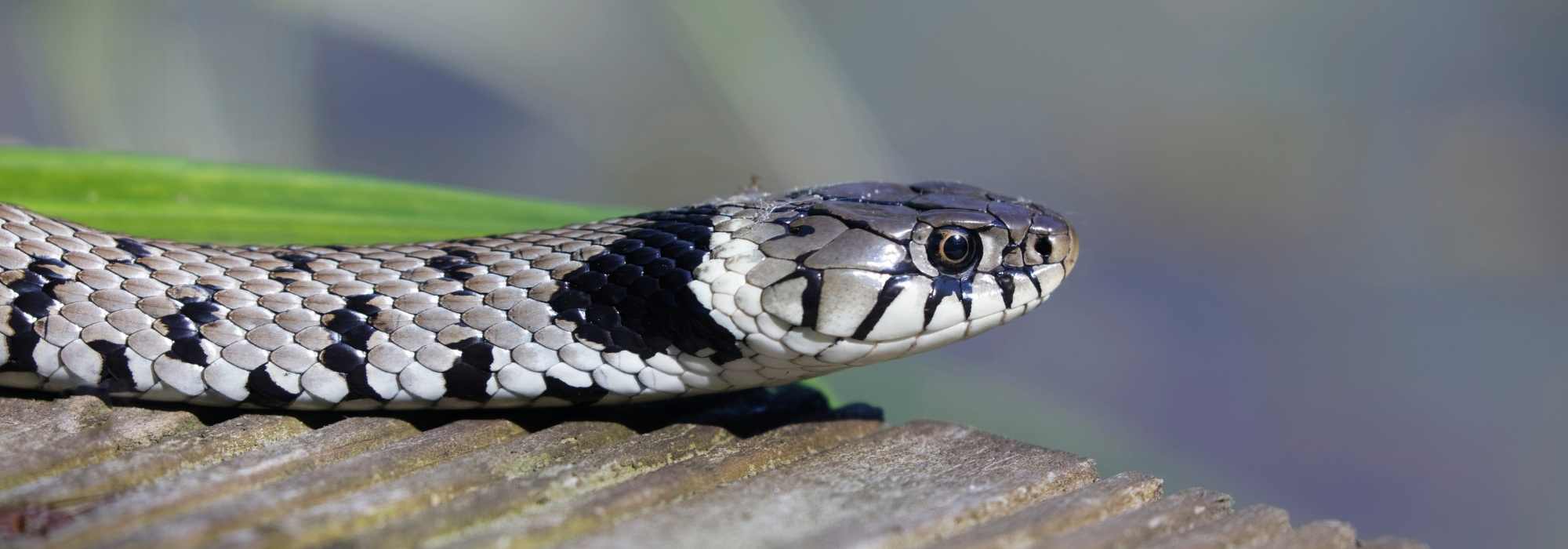 The Swiss Grass Snake