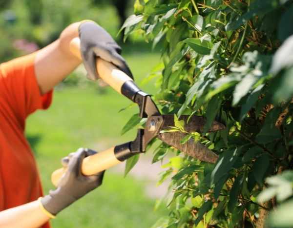 Don't prune hedges between 15 March and the end of July!