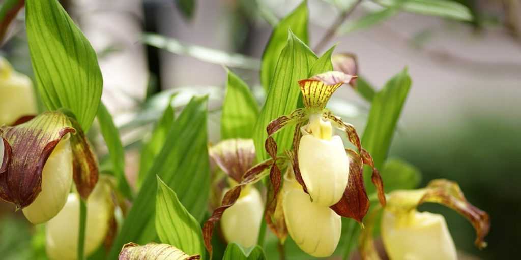 Garden Orchids: Planting, Growing and Caring