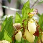 Garden Orchids: Planting, Growing and Caring