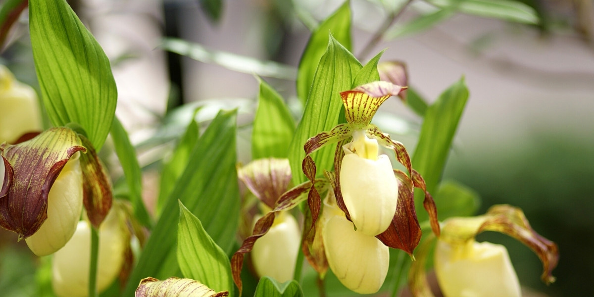 Garden Orchids: Planting, Growing and Caring