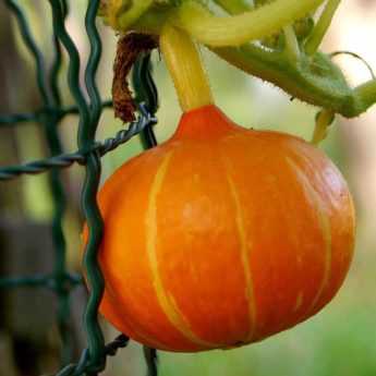 How to train squash plants?