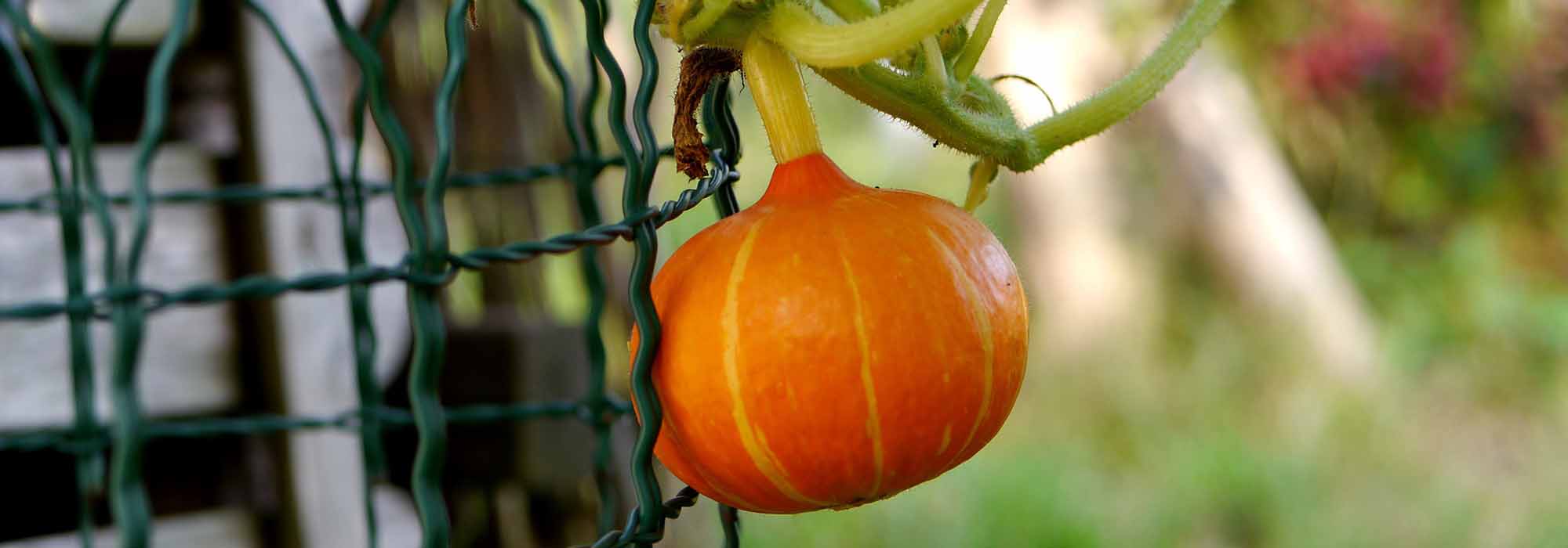 How to train squash plants?