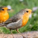 Making Your Garden Welcoming for the Robin