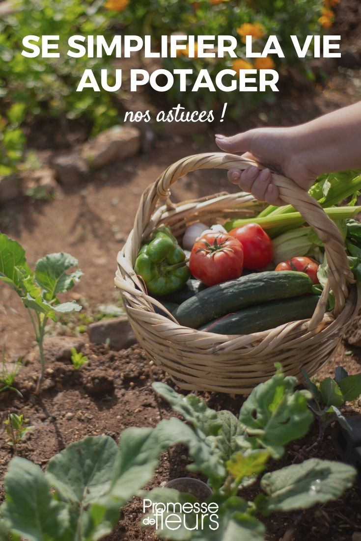 Simple Tips for Your Vegetable Garden