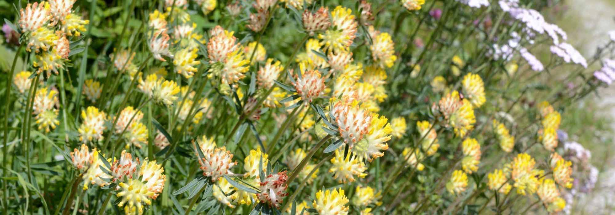 Associate the Anthyllis