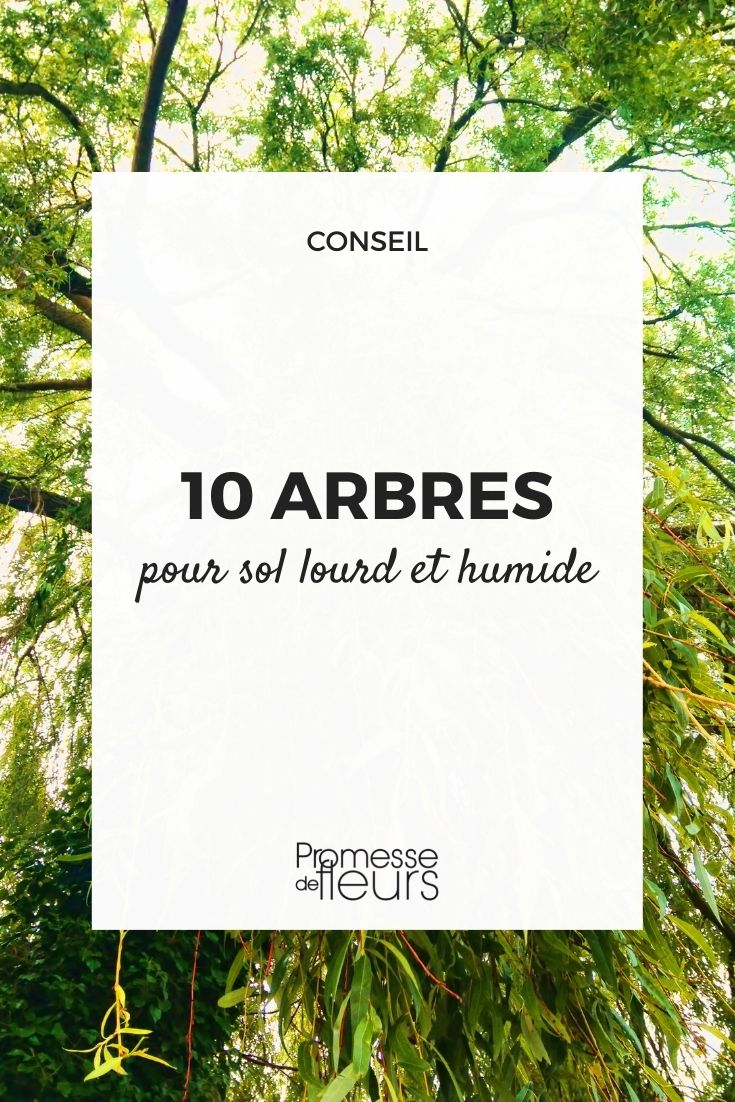 trees for heavy wet soil