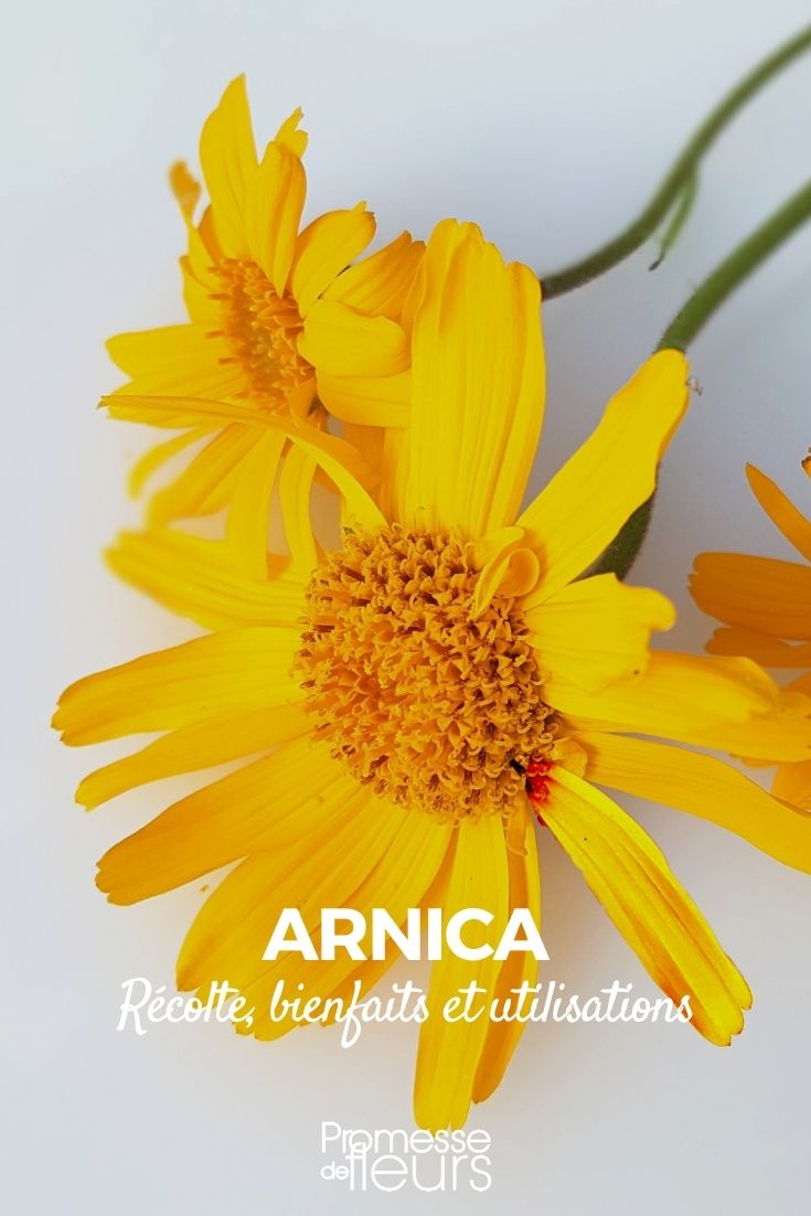 arnica benefits uses