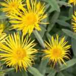 Associate the Inulas