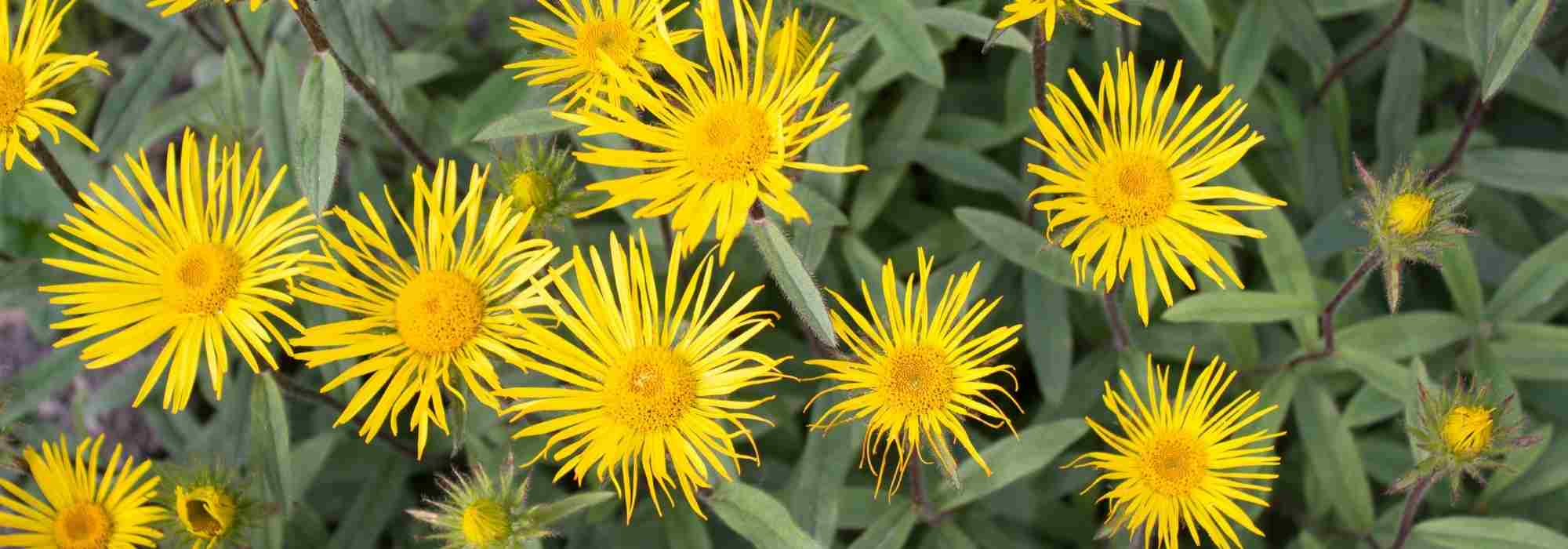 Associate the Inulas