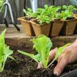 What to do in the garden in April?