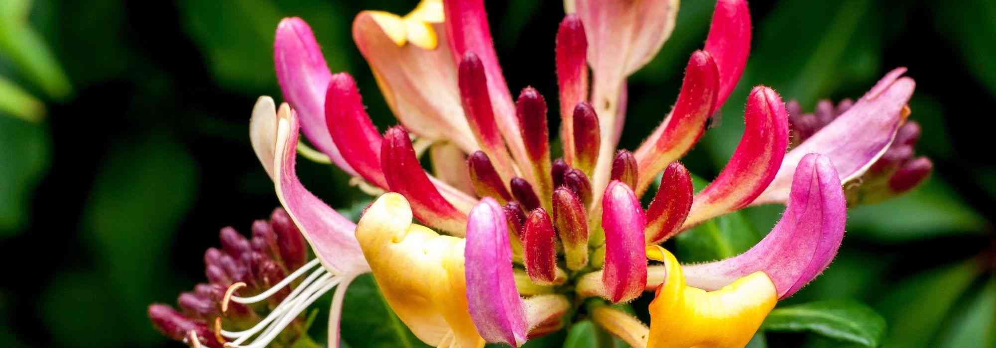 Honeysuckle: the most beautiful varieties