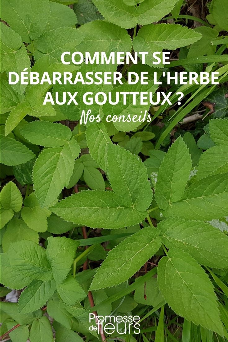 how to get rid of ground elder