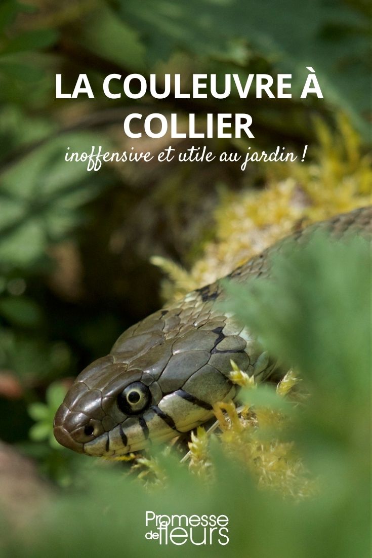collier snake grass snake