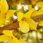 Choosing a forsythia