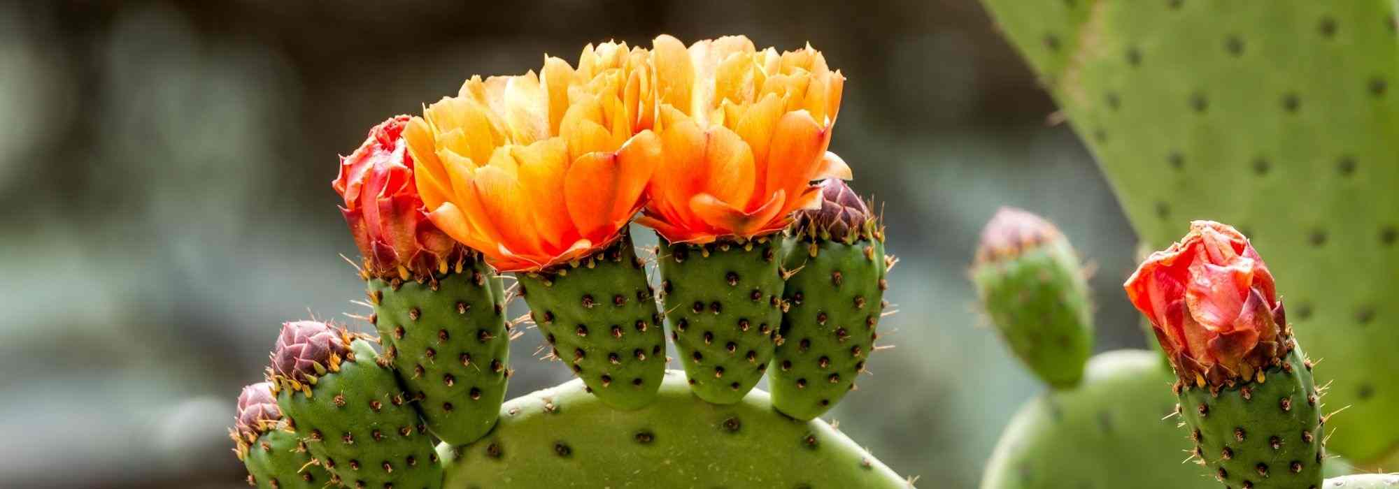 Growing an Opuntia in a pot