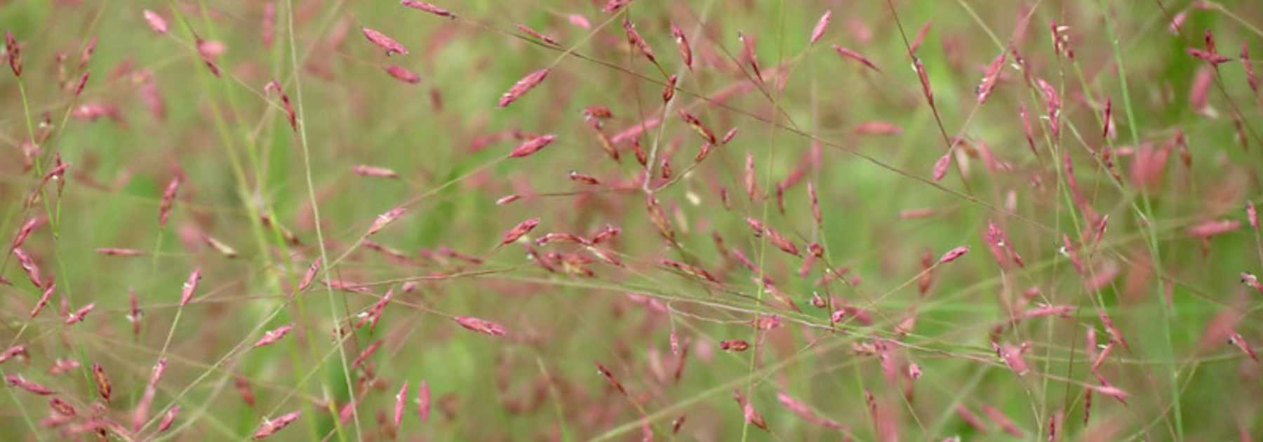 Eragrostis - Love Grass: Planting, Growing and Caring