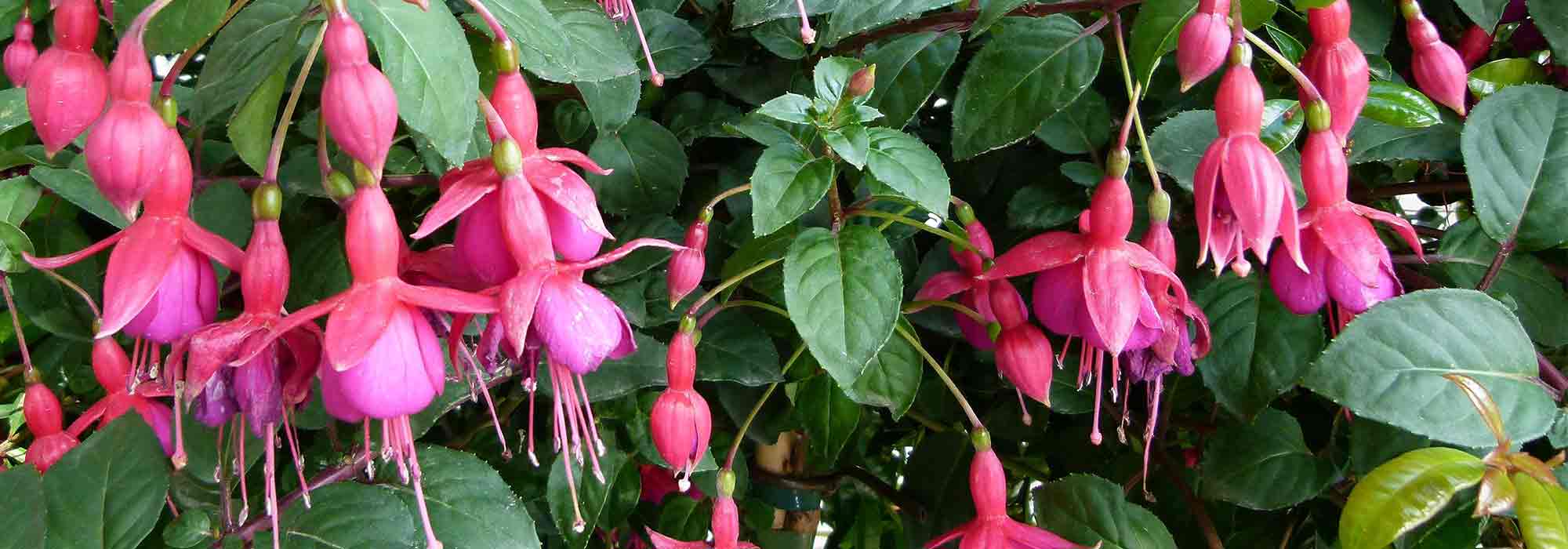 Pair a fuchsia