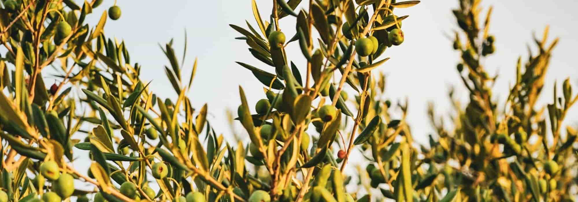 Growing an olive tree in a pot
