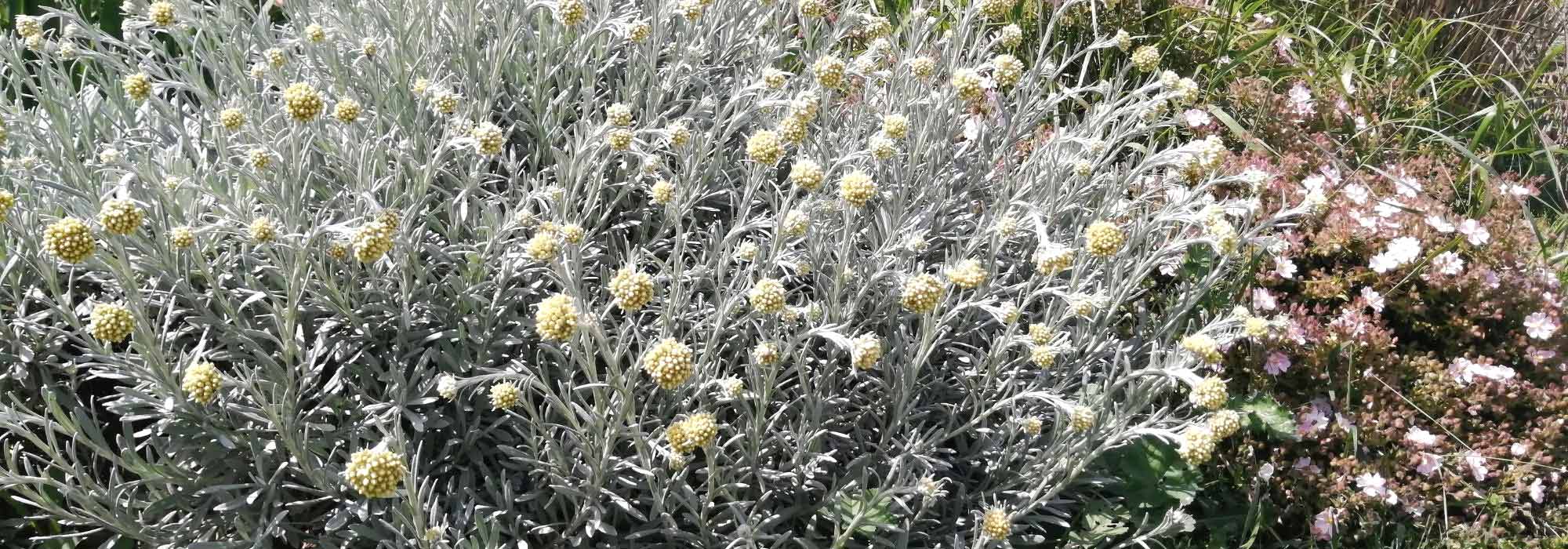 How to pair Helichrysum?