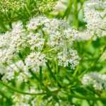 How to get rid of goutweed?