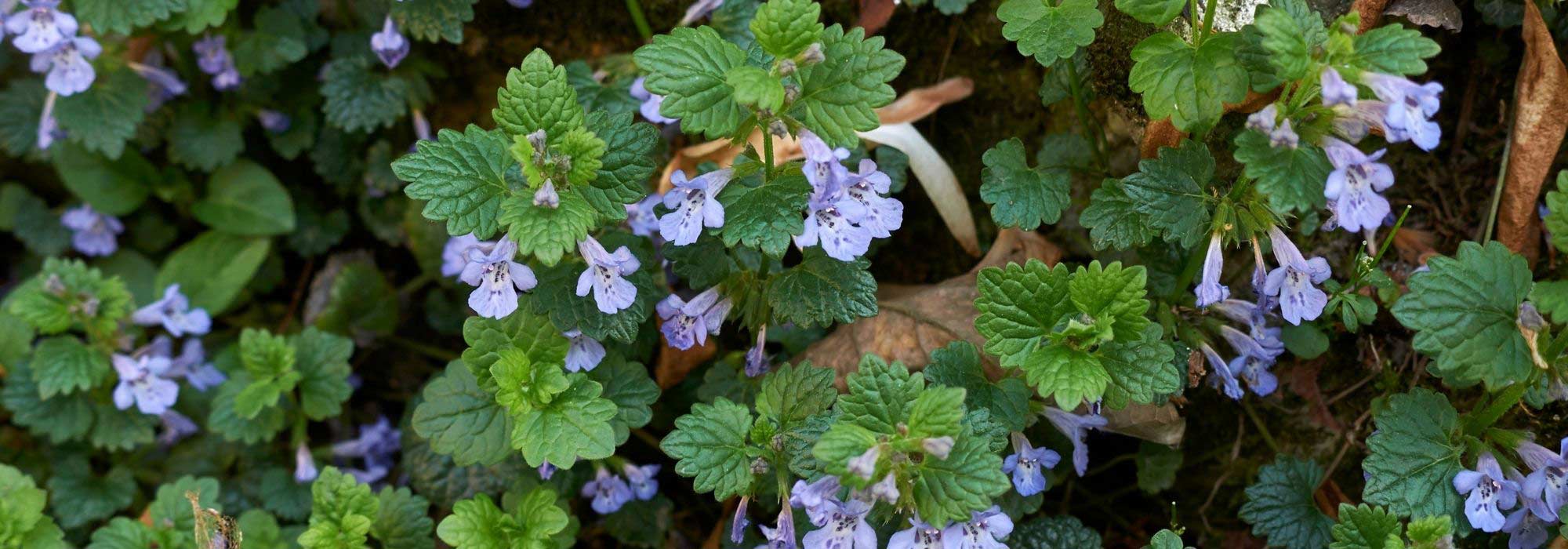 How to pair ground ivy?