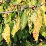 Diseases and Pests of Cherry Trees