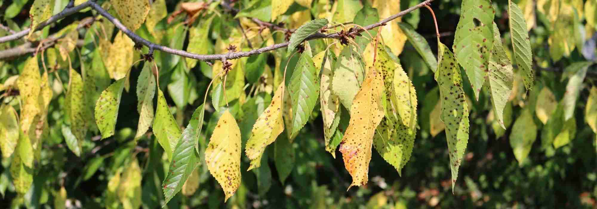 Diseases and Pests of Cherry Trees