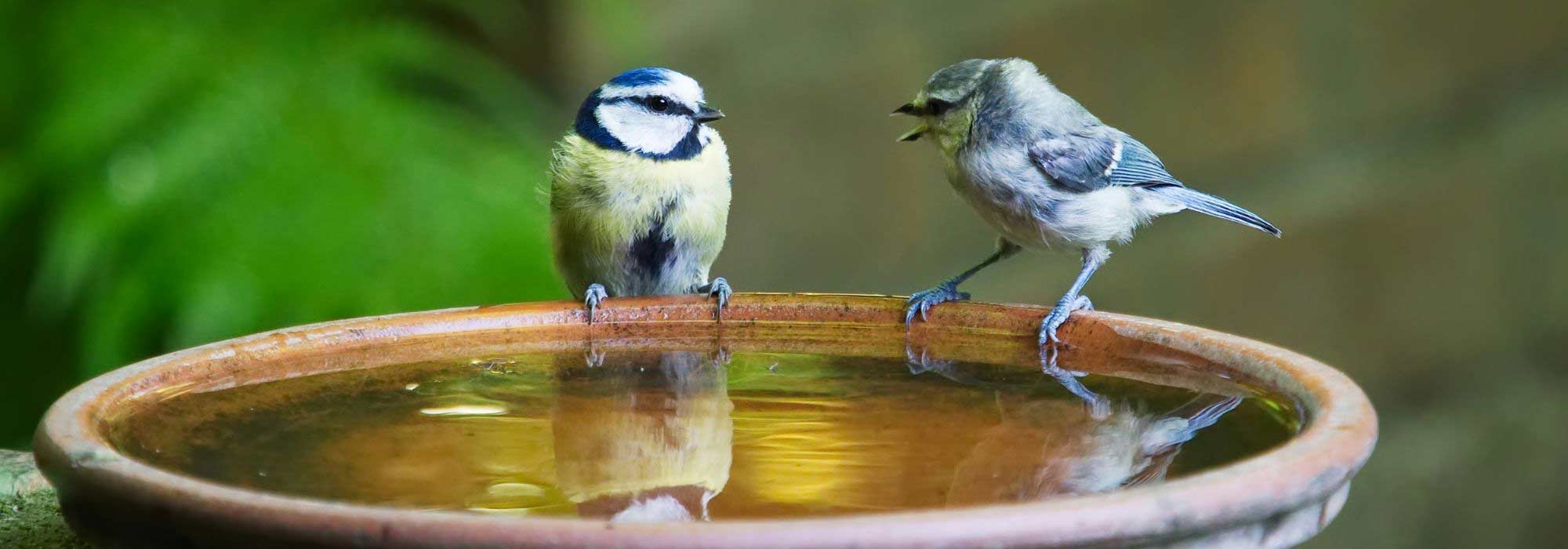 How to provide water for birds in summer and winter?
