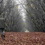 How to plant a mycorrhizal truffle tree?