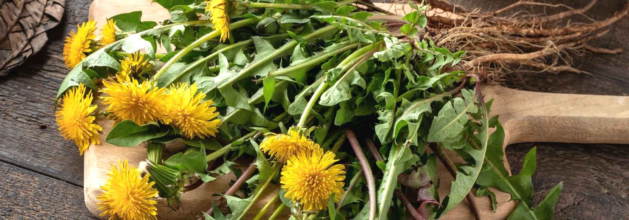 6 plants to cleanse the liver