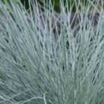 The most beautiful blue-leaved perennials