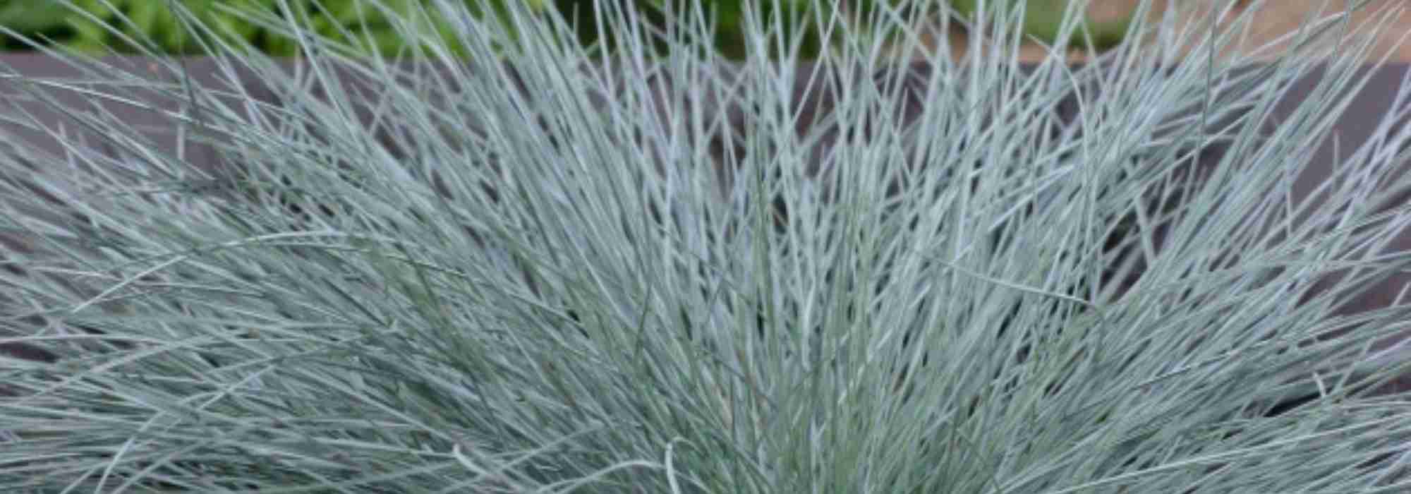 The most beautiful blue-leaved perennials