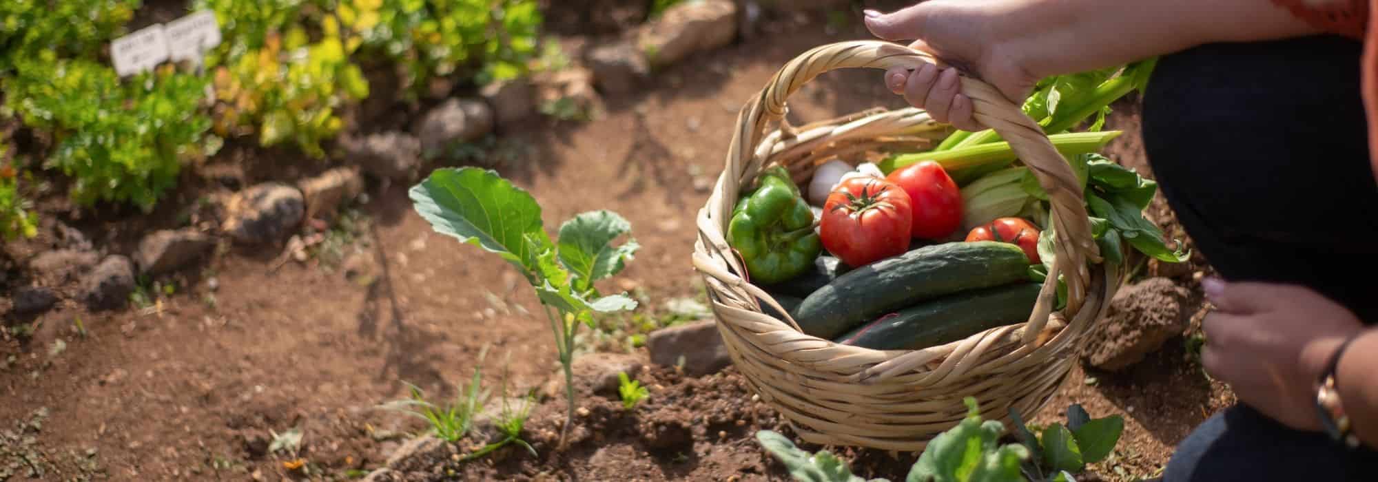 Simplifying Life in the Vegetable Garden: Our Tips