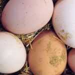 Chicken eggs: why do they come in different colours?