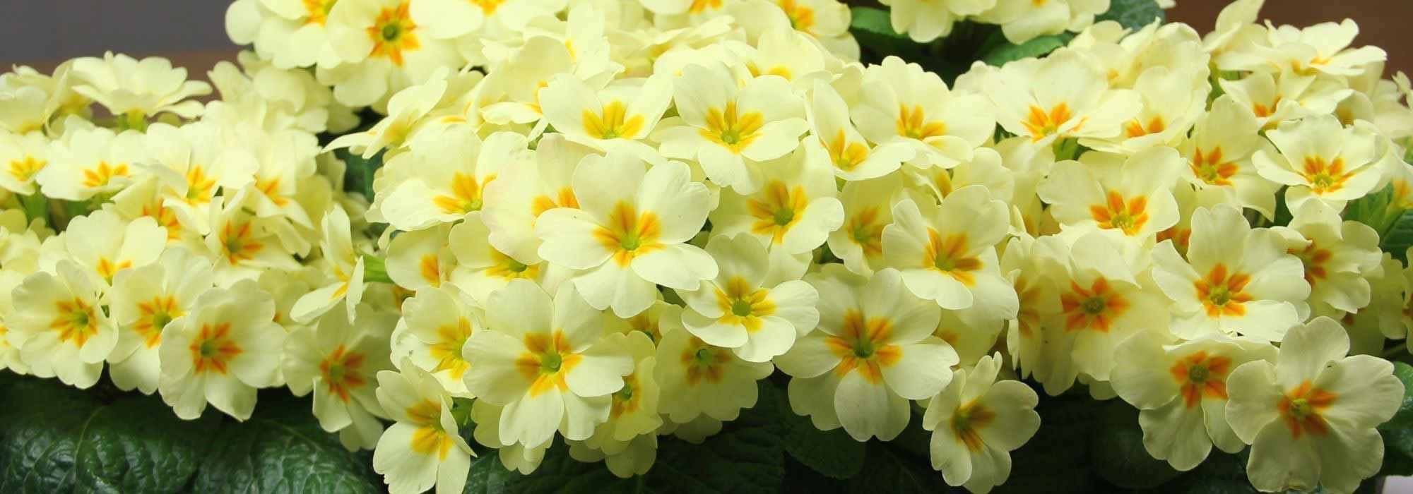 10 primroses to grow in pots
