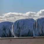 Protecting Balcony Plants in Winter