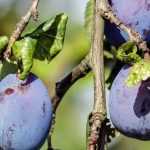 How to prune a plum tree?