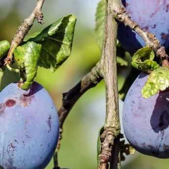 How to prune a plum tree?