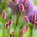 6 ideas for pairing Sanguisorba