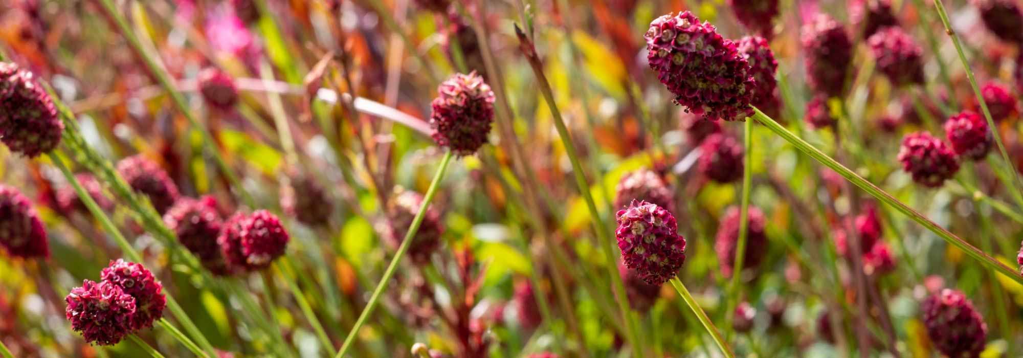 Sanguisorba: the most beautiful varieties
