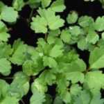 Growing a Sanguisorba in a pot