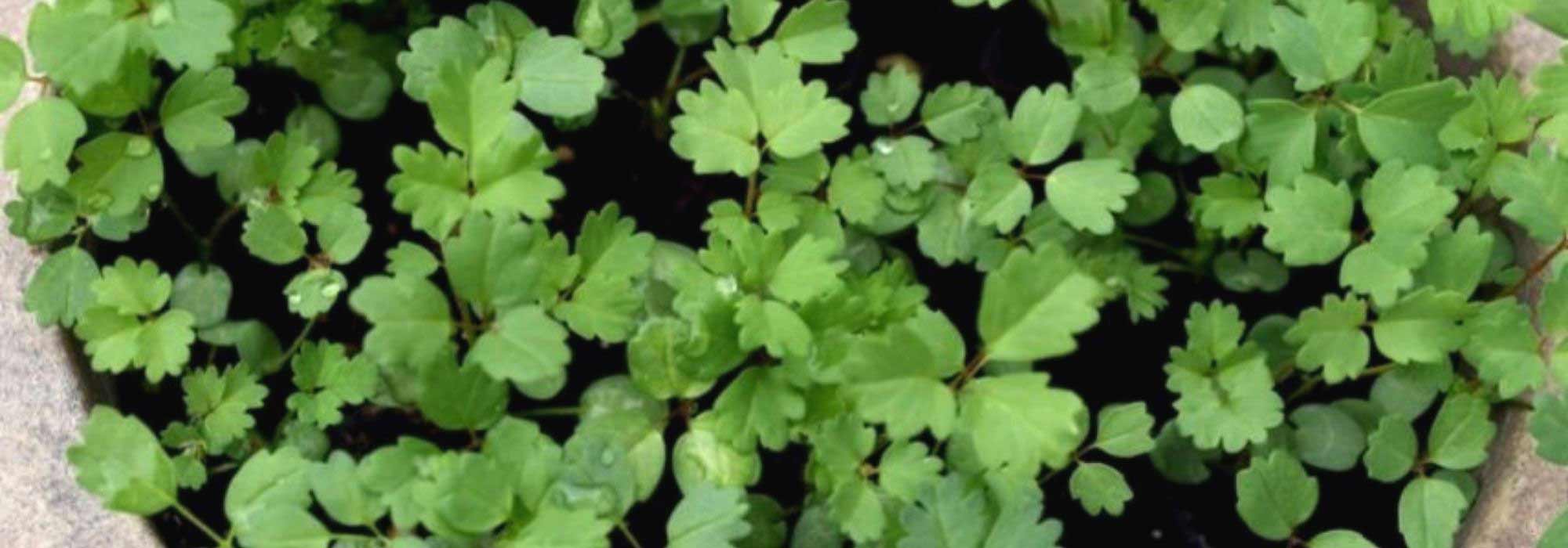 Growing a Sanguisorba in a pot