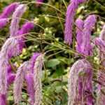 Choosing a Sanguisorba
