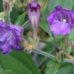 Strobilanthes - Persian Shield: Planting, Growing and Caring
