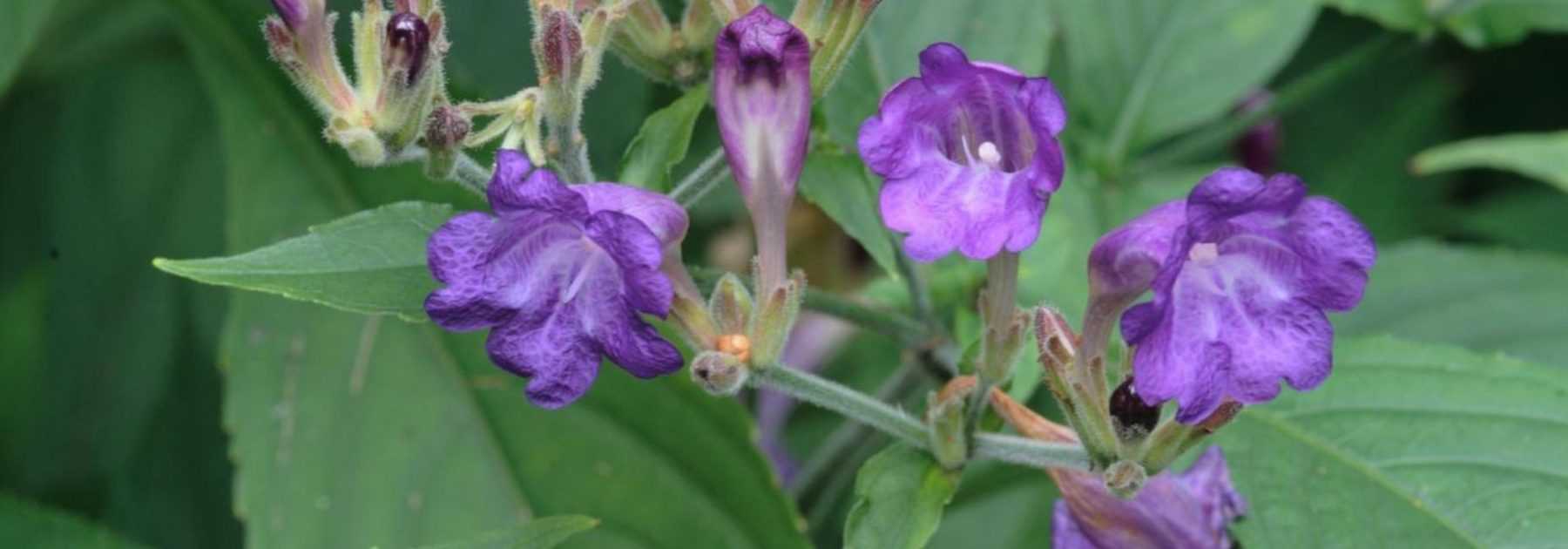 Strobilanthes - Persian Shield: Planting, Growing and Caring