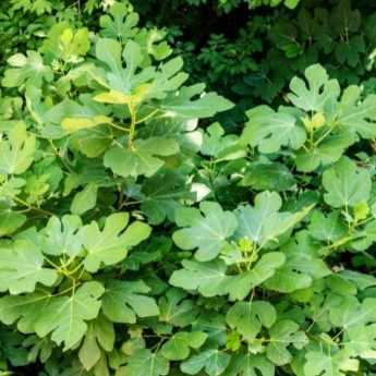 Pruning Fig Trees: Everything You Need to Know for Perfect Pruning