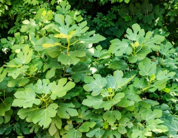 Pruning Fig Trees: Everything You Need to Know for Perfect Pruning