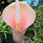 Amorphophallus: Planting and Caring for Your young plant